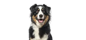 Closeup portrait of Black Tricolor Australian Shepherd panting mouth open