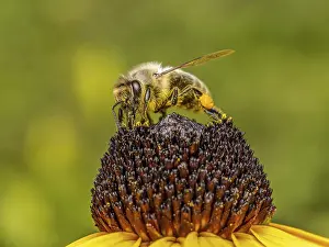 Closeup shot of a bee pollinating echinacea flowers