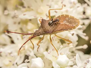 Closeup shot of Box bug with brown ant on its back