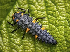Closeup shot of ladybug larva on a green leaf shot from above