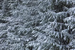 Closeup of snow covered fir tree branches in winter