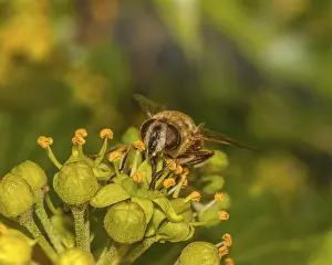 Cloud bee Eristalis tenax'<br> Cloud bee Eristalis tenax