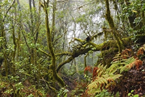 Cloud Forest, Garajonay National Park