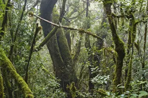 Cloud Forest, Garajonay National Park