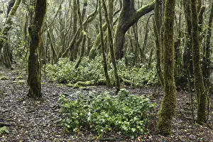 Cloud forest, Garajonay National Park