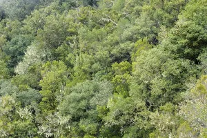 Cloud Forest, Garajonay National Park