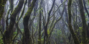 Cloud forest in Garajonay National Park