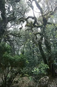 Cloud forest on La Gomera