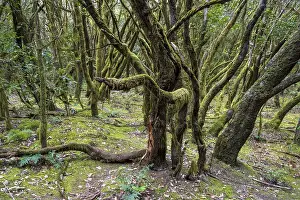 Cloud forest, laurel forest, Garajonay National Park