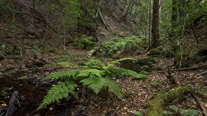 Cloud forest, laurel forest, Garajonay National Park