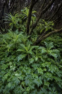 Cloud forest, laurel forest, Garajonay National Park
