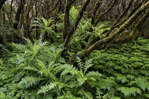 Cloud forest, laurel forest, Garajonay National Park