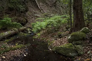 Cloud forest, laurel forest, Garajonay National Park