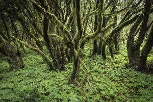 Cloud forest, laurel forest, Garajonay National Park