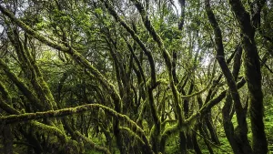 Cloud forest, laurel forest, Garajonay National Park