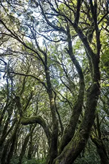 Cloud forest, laurel forest, Garajonay National Park