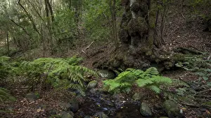 Cloud forest, laurel forest, Garajonay National Park