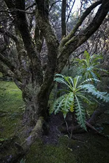 Cloud forest, laurel forest, Garajonay National Park