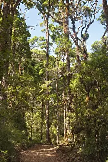 Cloud Forest where Resplendent Quetzals nest