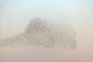 Cloud of starlings. Thousands of starlings synchronize their flight in autumn