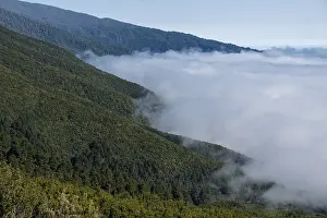Cloud wall at mountain region, pine forest