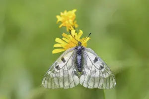 Clouded Apollo (Parnassius mnemosyne ssp)