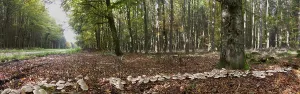 Clouded funnel fungus (Lepista nebularis) Witch ring