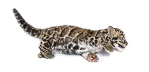Clouded leopard cub, two months old
