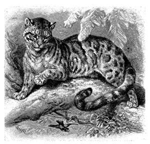 Clouded leopard (Neofelis nebulosa)