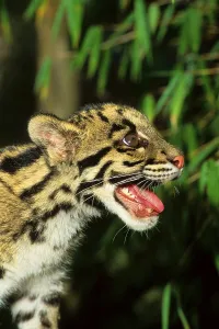 Clouded leopard (Neofelis nebulosa)