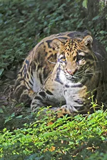 Clouded leopard neofelis nebulosa