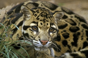 Clouded Leopard (Neofelis nebulosa) adult