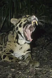 Clouded Leopard (Neofelis nebulosa), yawning