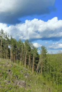 Clouds in the blue sky above the pine forest and timber cutting
