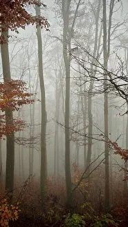 Clouds of fog surround the trees in a silent
