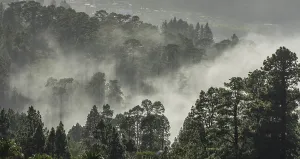 Clouds of mist drift over the forest of Canary Island canary island pine (Pinus canariensis)