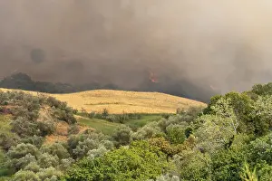 Clouds of smoke, forest fire, wildfire