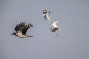 Cloudy crow (Corvus cornix) flying with egg