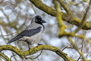 Cloudy crows (Corvus cornix) have very nice plumage on closer inspection