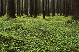 Framed Print : Clover leaves (Trifolium) on forest floor in Spruces forest (Picea) Framed Print : Clover leaves (Trifolium) on forest floor in Spruces forest (Picea)