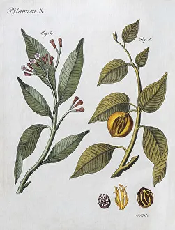 Cloves (Syzygium aromaticum) and nutmeg (Myristica fragrans)