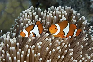 Clown anemonefish, Amphiprion percula