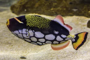 Clown clown triggerfish (Balistoides conspicillum)