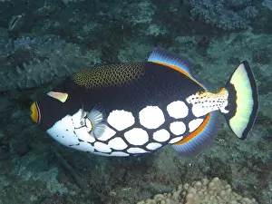 Clown triggerfish (Balistoides conspicillum)