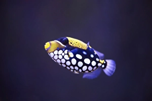 Clown triggerfish (Balistoides conspicillum) in a aquarium