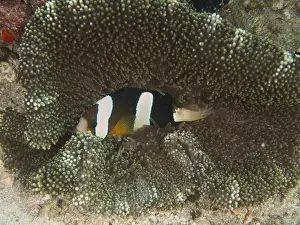 Clownfish, Clark's anemonefish (Amphiprion clarkii)