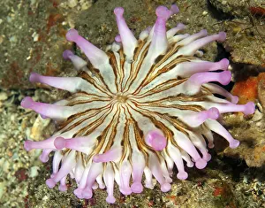 Club Anemone (Telmatactis cricoides)
