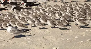 Cluster of black bellied plovers Pluvialis squatarola birds on the white sands of Clam Pass in Naples