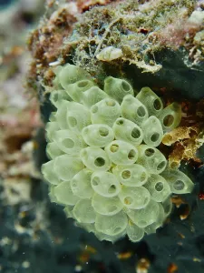 Category Wildlife DE Prints: Cluster of green transparent sea squirts