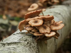 A cluster of mushrooms growing from a lying tree trunk surrounded by dry leaves in the forest